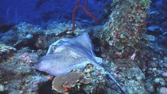 Rays manta ray ray fish
