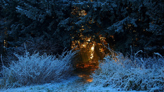 Rays winter sun seasons forest magic time 1680x1050