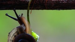 Red Animals ants snails