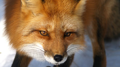 Red Animals foxes