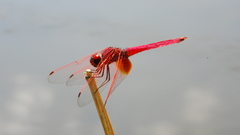 Red Animals insects Dragonflies