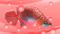 Red arowana vector by