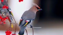 Red Birds Berries waxwing depth of field