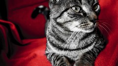 Red cats Animals grey