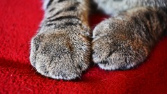 Red cats grey paws