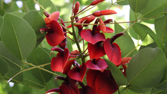 Red crop Flowers Plants