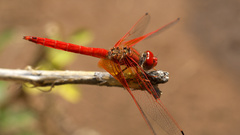 Red dragonfly high Resolution
