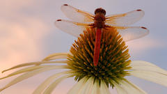 Red dragonfly on coneflower