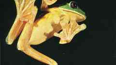 Red-Eyed Tree Frog amphibians
