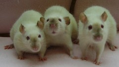 Red eyes Rats albino
