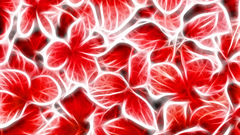 Red Flowers delivard flower