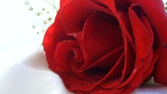 Red Flowers mist Plants