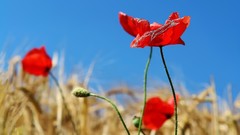 Red flowers Poppies