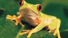 Red Frogs multicolor amphibians Red-Eyed Tree Frog