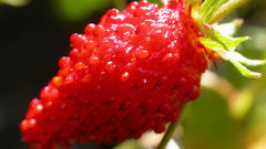 Red fruits food strawberries