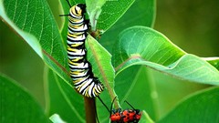 Red insects caterpillars monarch