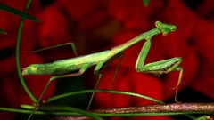 Red insects mantis