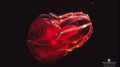 Red neon lamp jellyfish