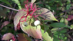 Red osier dogwood flower
