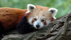 Red pandas