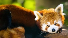 Red pandas