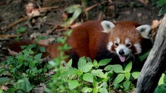 Red pandas