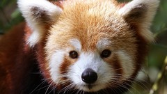 Red pandas
