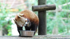 Red Pandas Animals