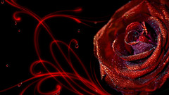 Red passion dew rose