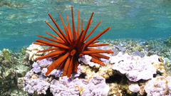 Red-pencil urchin underwater Life