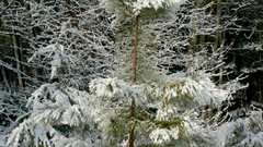 Red pine in snow