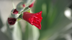 Red point high Resolution apoterra