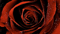Red rose some awesome efter pics gimmi