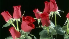 Red roses fleurs blumen