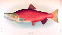 Red salmon breeding male