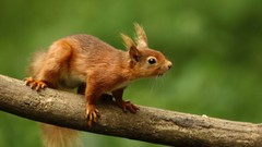 Red squirrel