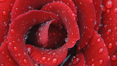Red water drops roses