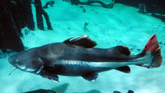 Redtailcatfish high Aquarium and