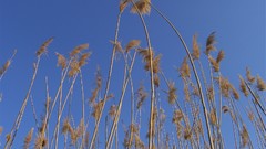Reeds skyscapes