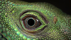 Reptile eyes lizard Animals