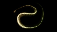 Reptile has Nobody come any snakexray