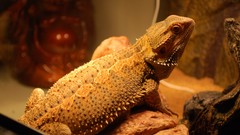 Reptile lizards bearded dragon