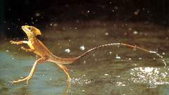 Reptiles basilisk