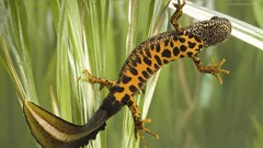 Reptiles geckos