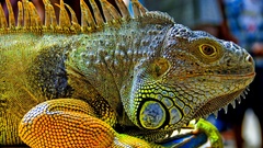 Reptiles iguana
