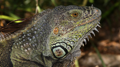 Reptiles iguana