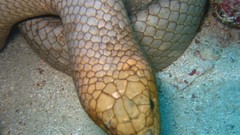 Reptiles Sea snakes