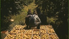 Retro harvest peaches vintage USA colored farms fruit trees 1940