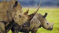 Rhinoceros Africa