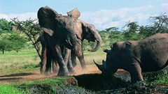 Rhinoceros elephants Animals fight